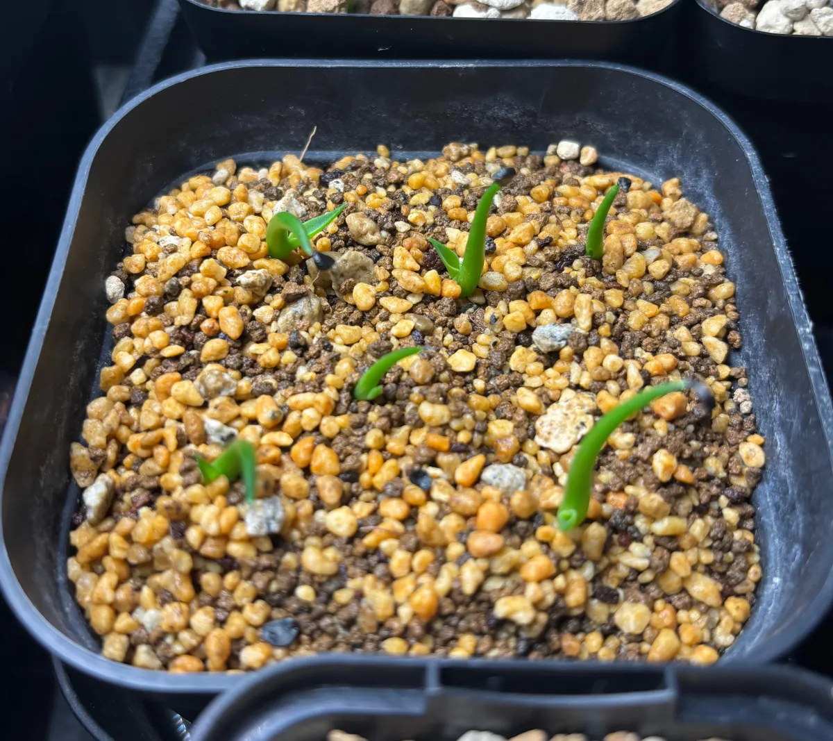 Agave utahensis var. eborispina 'Corkscrew' (アガベ ユタエンシスコークスクリュー)