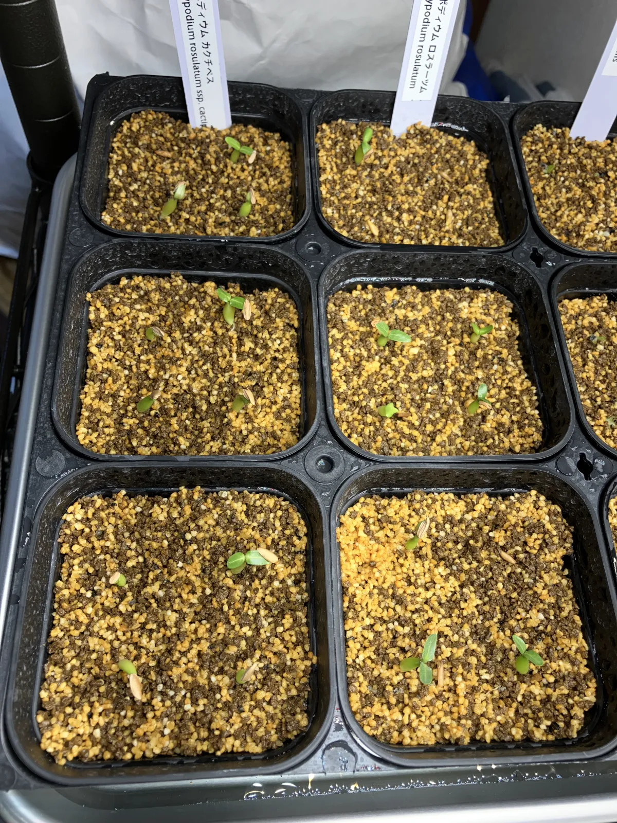 Pachypodium rosulatum ssp. cactipes (パキポディウム カクチペス)