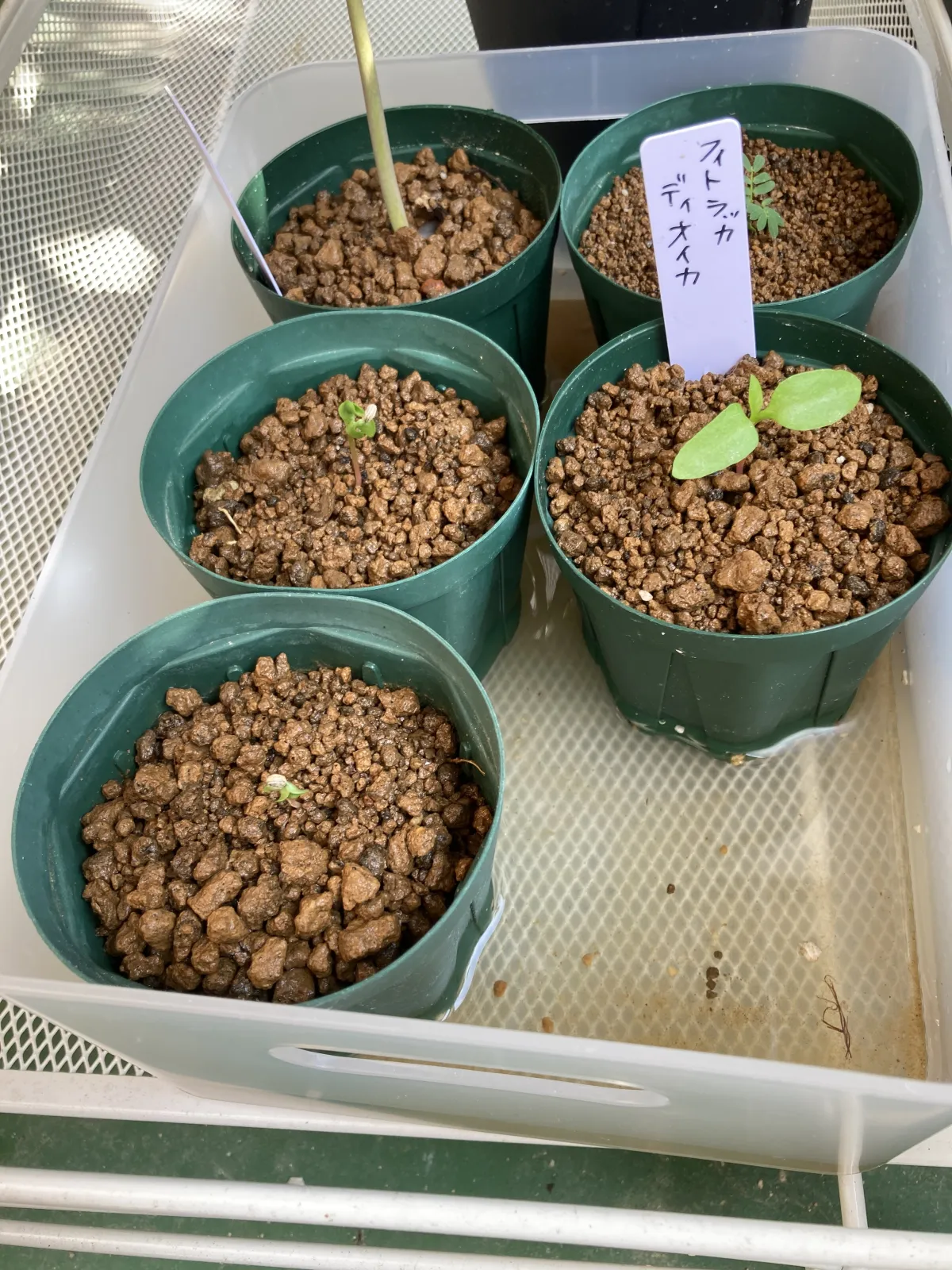 Phytolacca dioica (フィトラッカ ディオイカ)