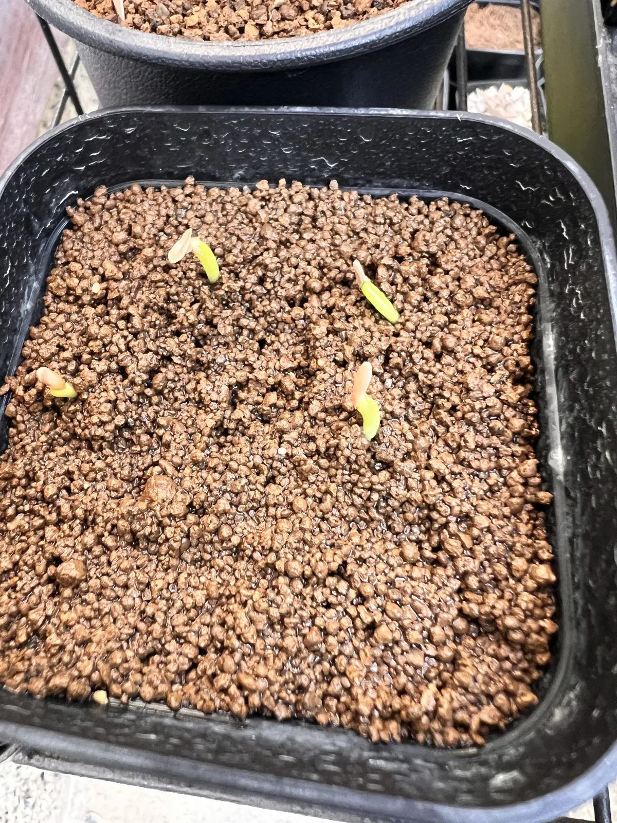 Pachypodium rosulatum var. gracilius (パキポディウム グラキリス)