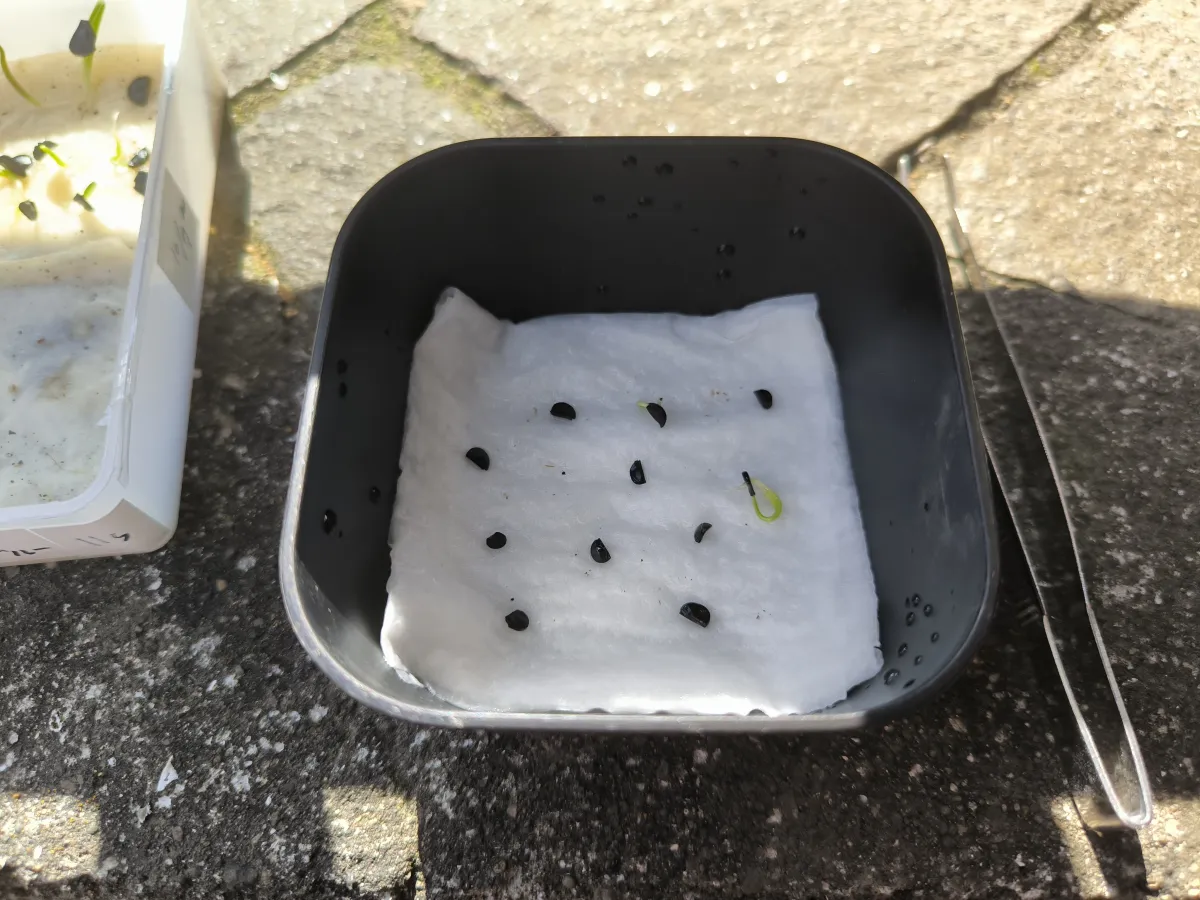 Agave tenuifolia Blue (アガベ テヌイフォリア ブルー)