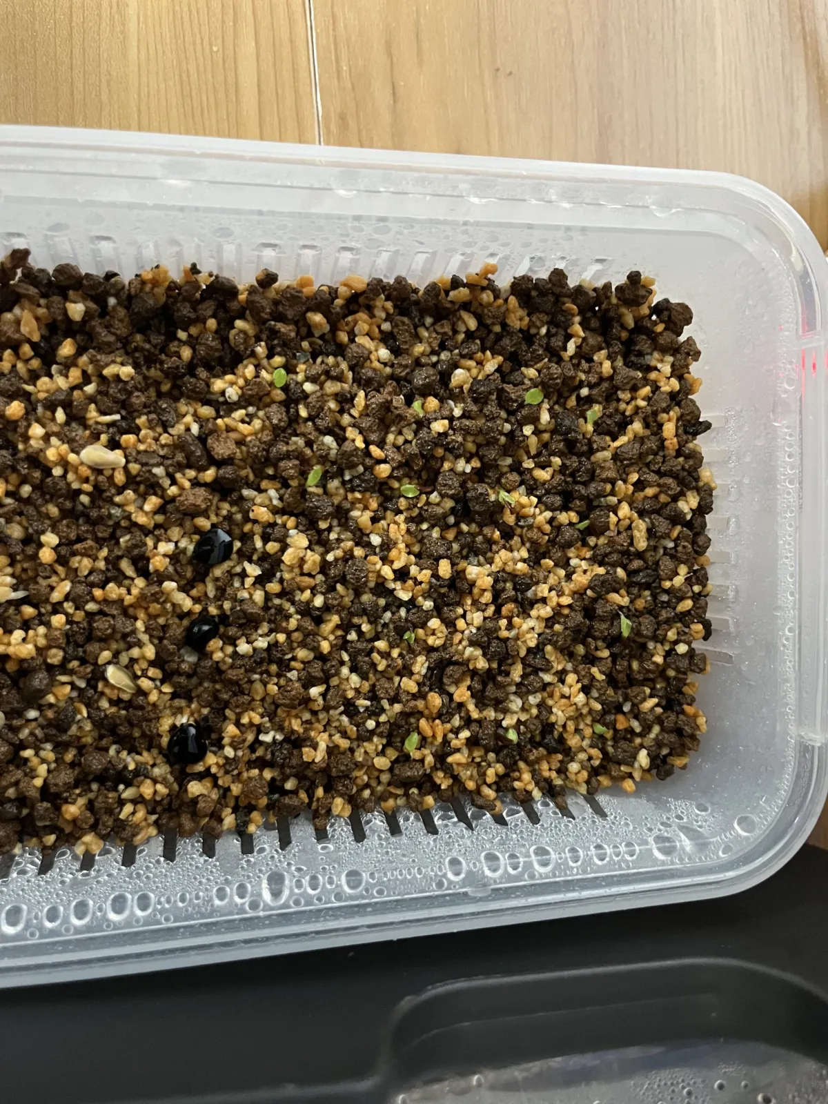 Dasylirion serratifolium (ダシリリオン セラティフォリウム)