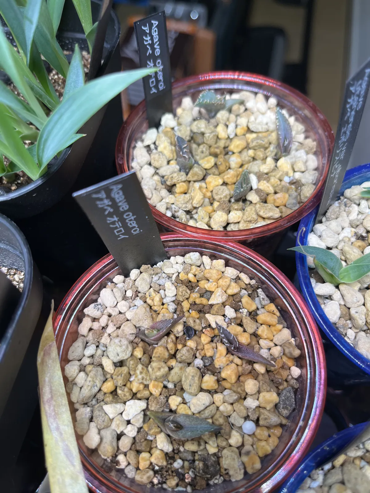 Agave oteroi (アガベ オテロイ)