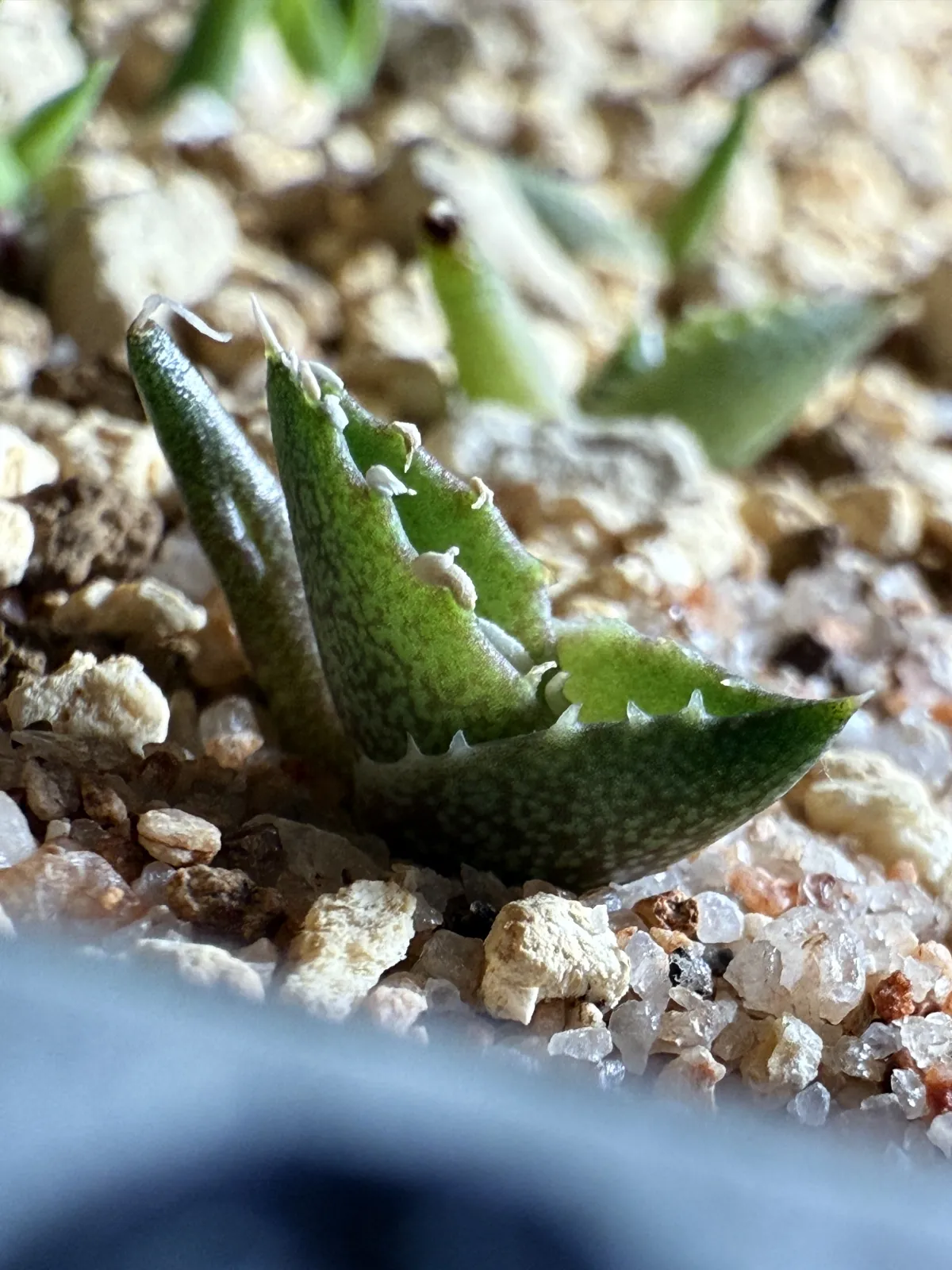 Agave horrida 'Chocolate Thorn' (アガベ ホリダ チョコレートソーン)