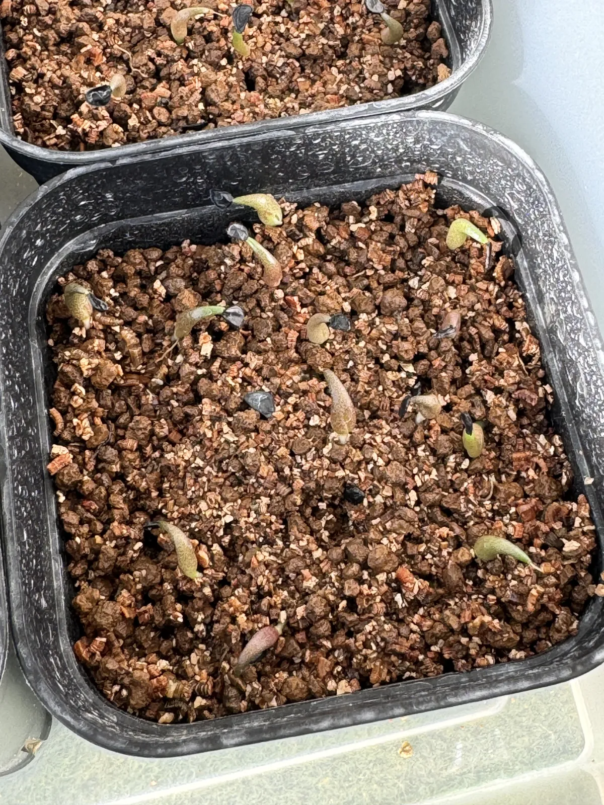 Agave oteroi (アガベ オテロイ)