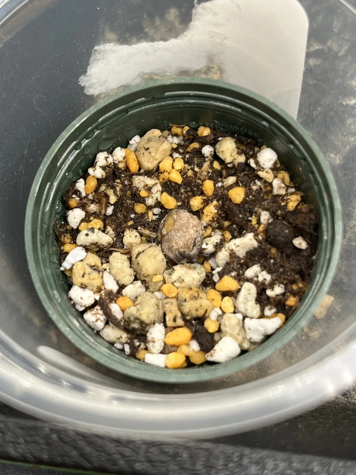 Opuntia hirsutissima (オペルクリカリア ヒルスティッシマ)