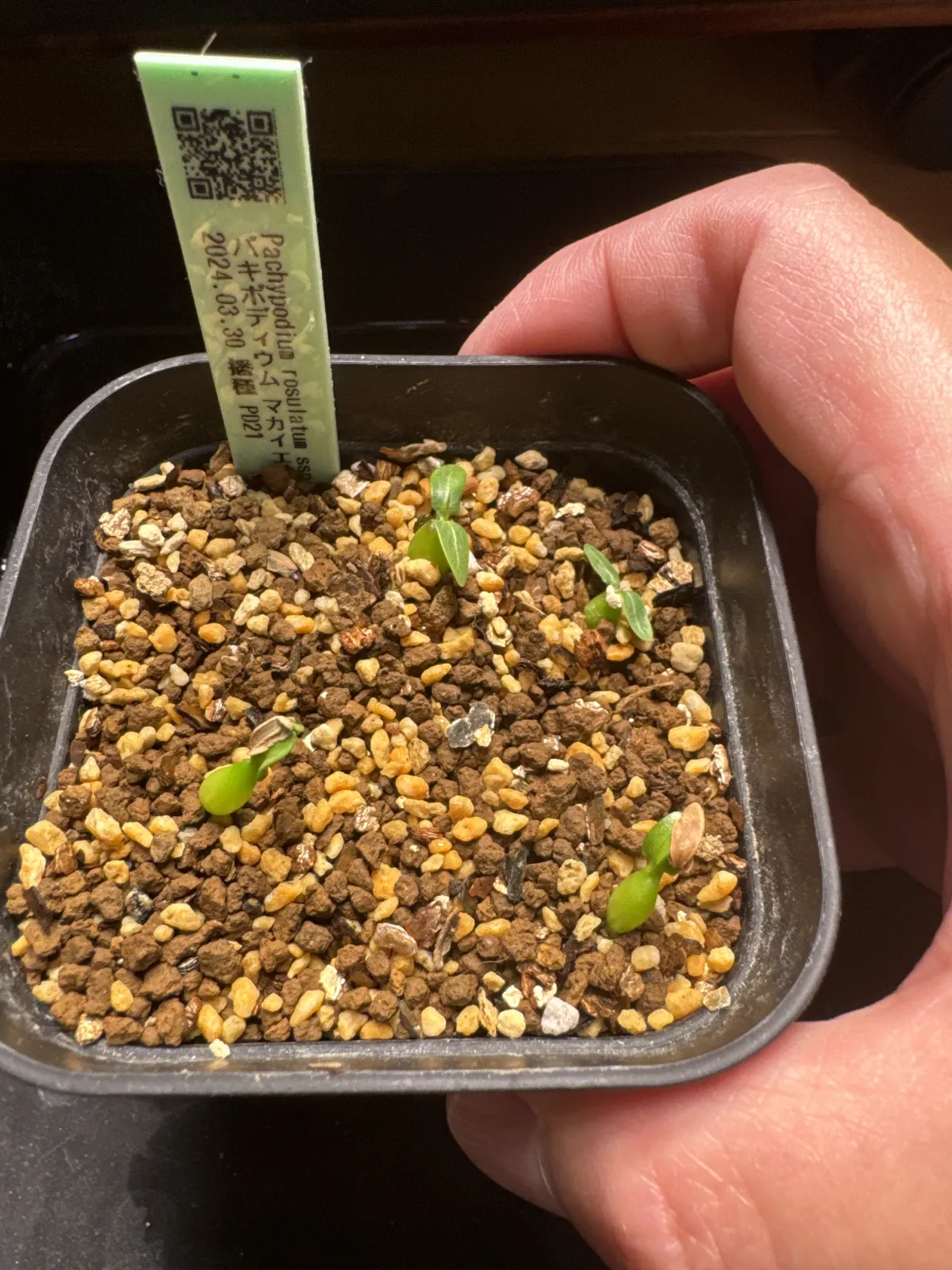 Pachypodium rosulatum subsp. makayense (パキポディウム マカイエンセ)