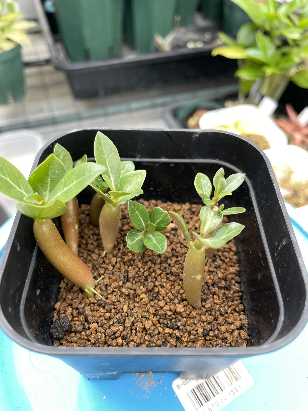 Adenium arabicum Rashiny (アデニウム アラビカム ラシニー)