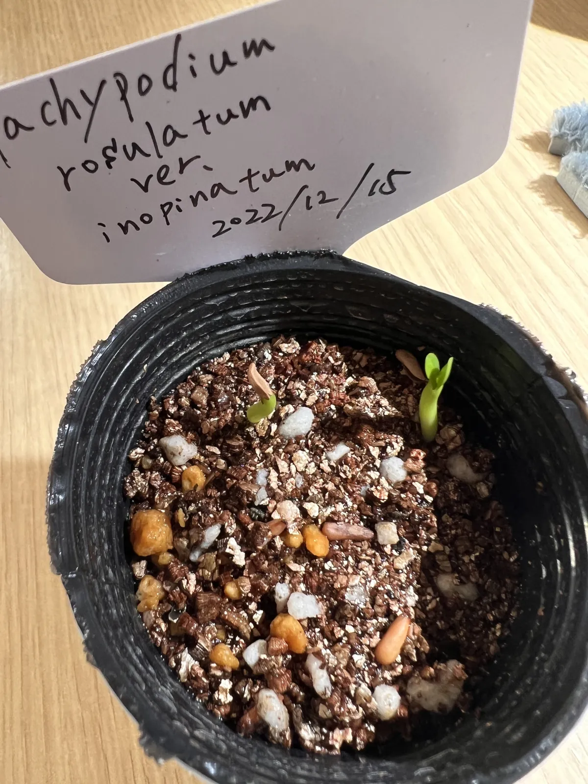 Pachypodium rosulatum var. inopinatum (パキポディウム イノピナツム)