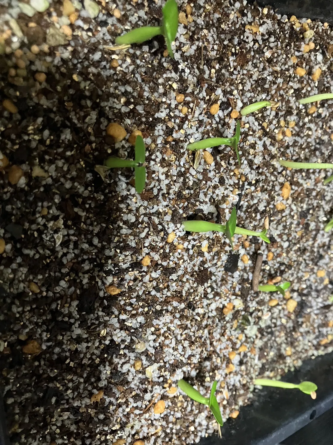 Fockea edulis (フォッケア 火星人)