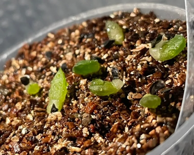 Aloe microstigma subsp. microstigma (アロエ ミクロスティグマ)