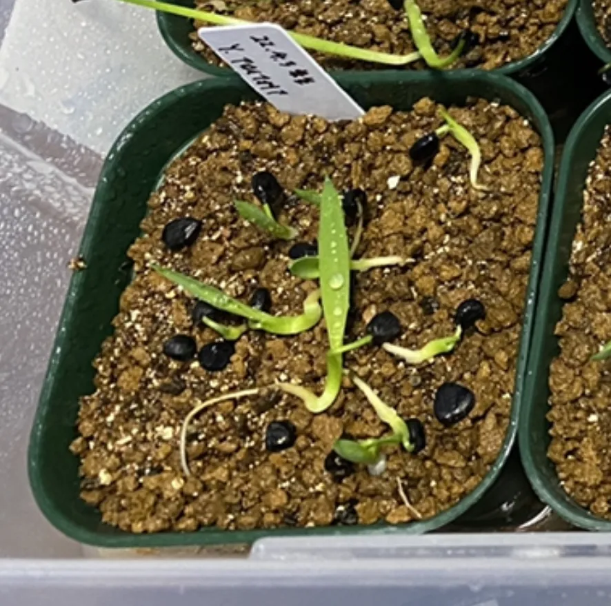 Yucca aloifolia (ユッカ アロイフォリア)