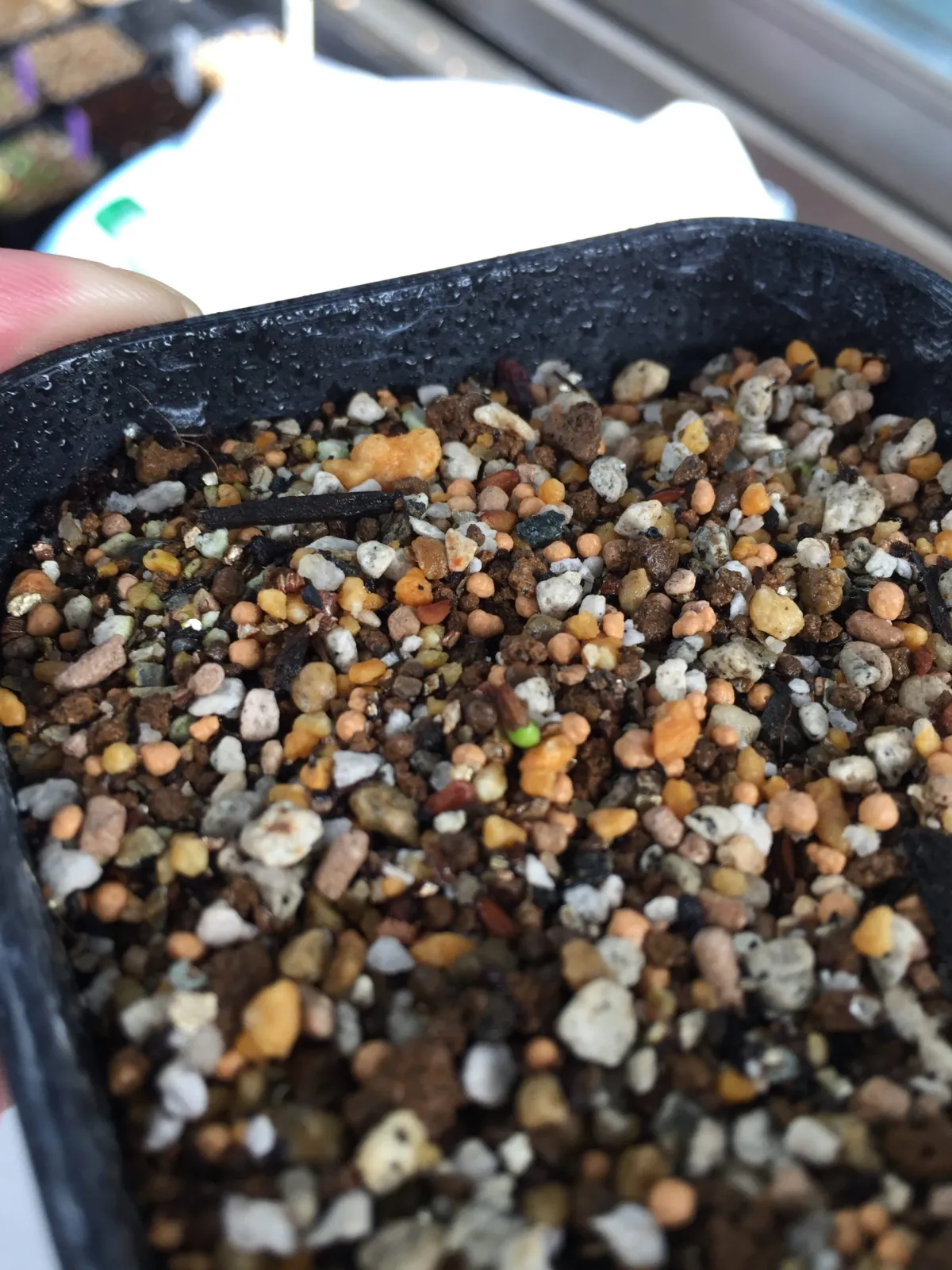 パキポディウムブレビカウレ(モニター)