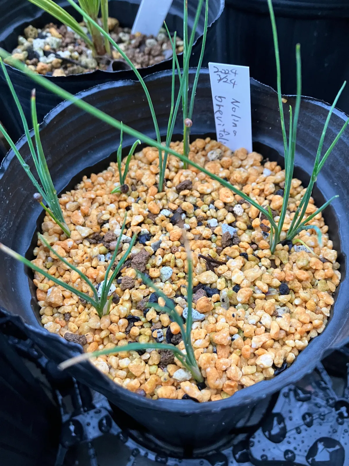 Nolina brevifolia (ノリナ ブレビフォリア)