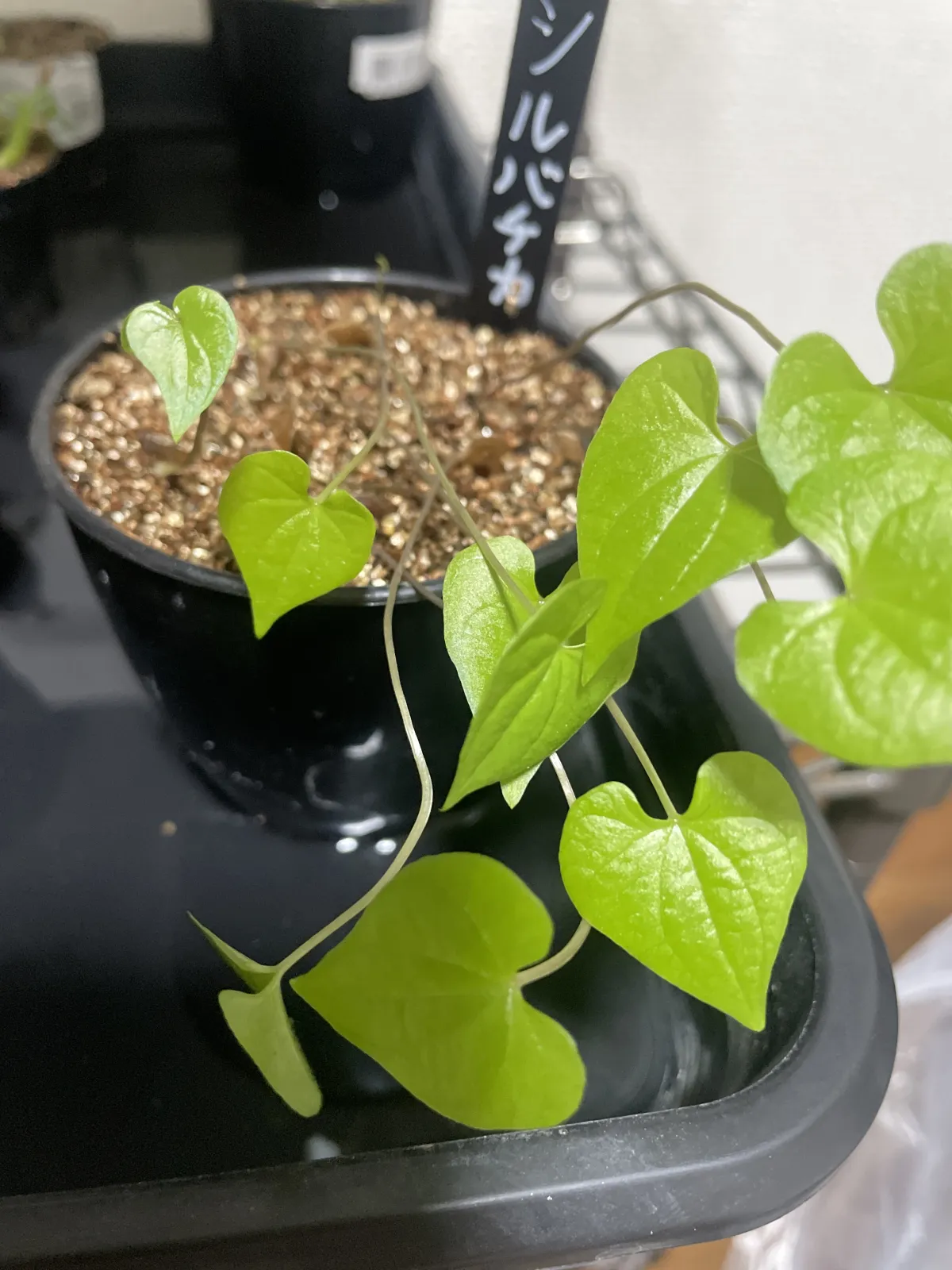 Dioscorea sylvatica (ディオスコレア シルバティカ)