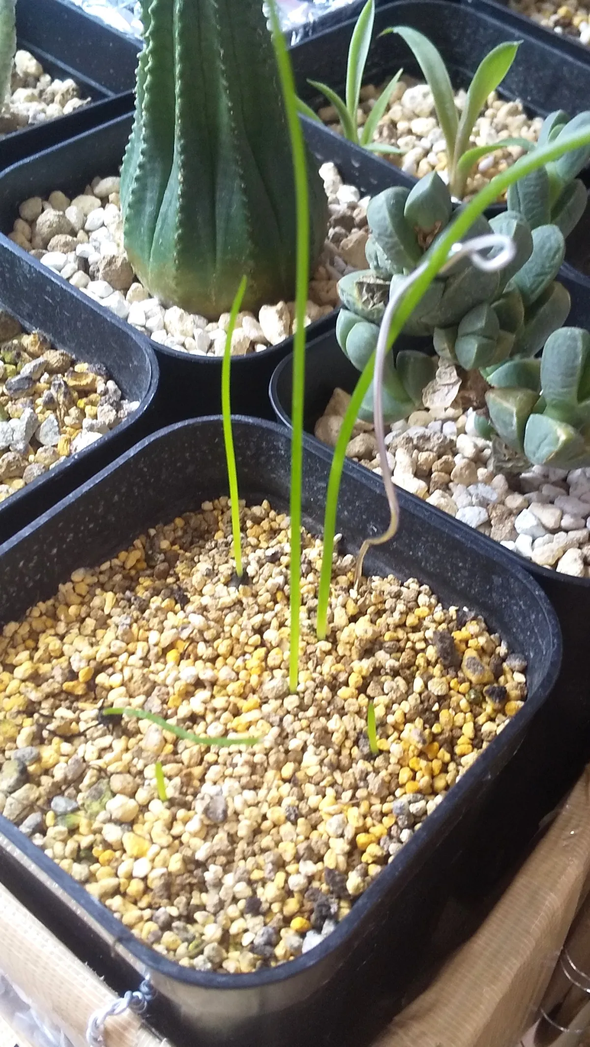 Bowiea volubilis (ボウィエア ボルビリス 蒼角殿)