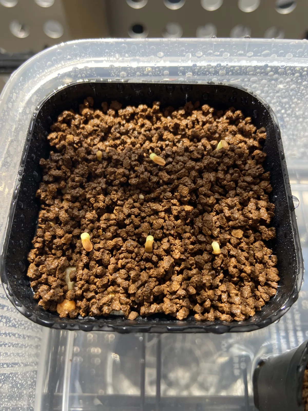 Pachypodium enigmaticum (パキポディウム エニグマチカム)