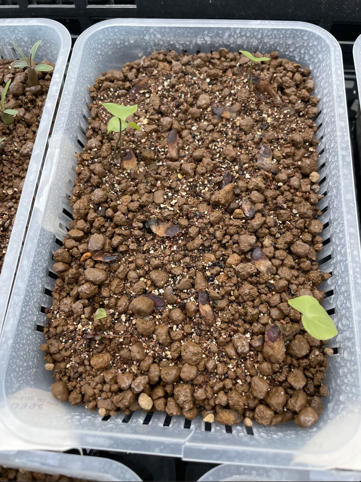 Dioscorea elephantipes (ディオスコレア エレファンティペス アフリカ亀甲竜)