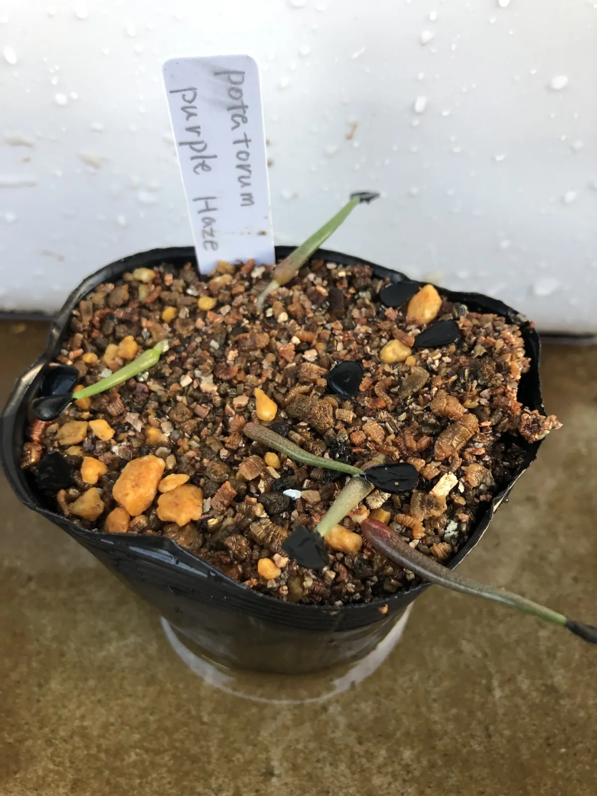 Agave potatorum Dwarf (アガベ ポタトラムドワーフ)