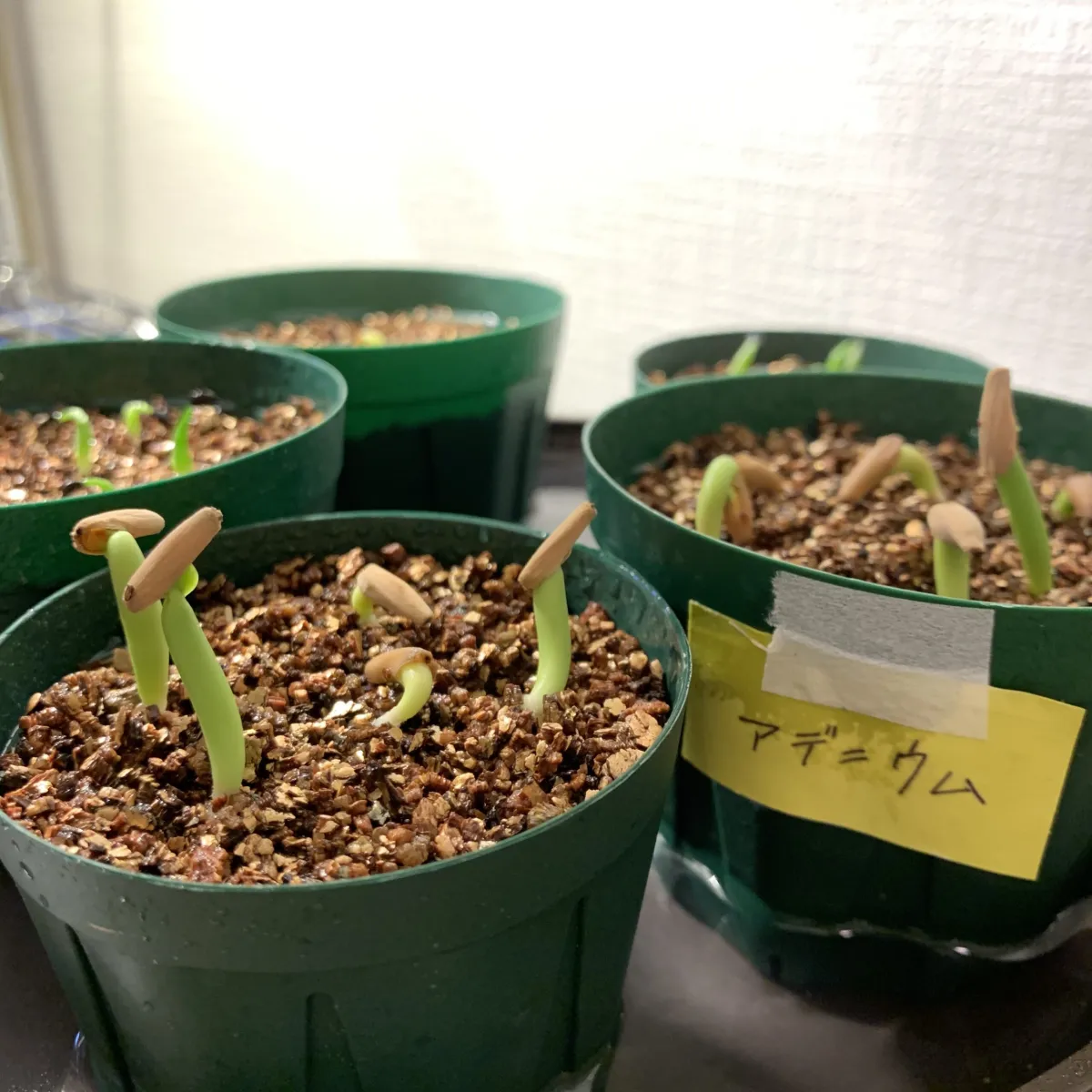 Adenium arabicum Black Stem (アデニウム アラビカム ブラックステム)