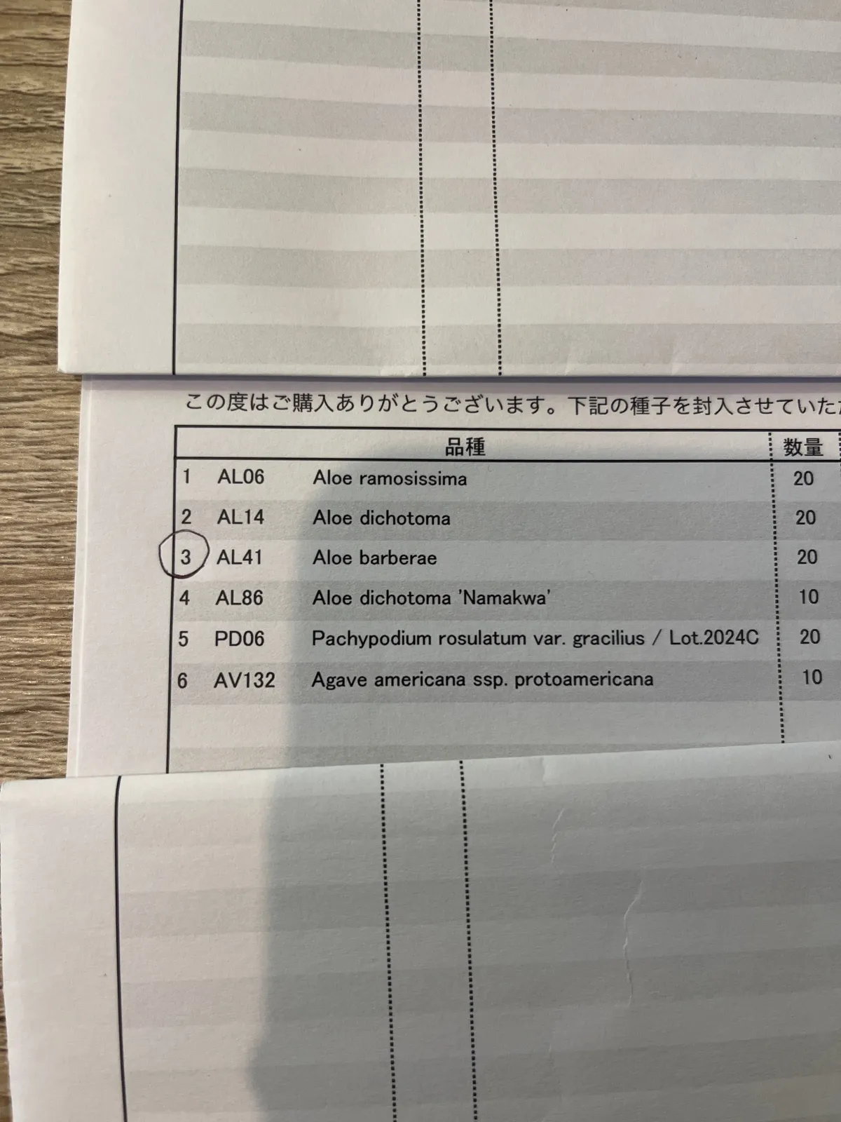 Aloidendron barberae (アロエ バルベラエ)