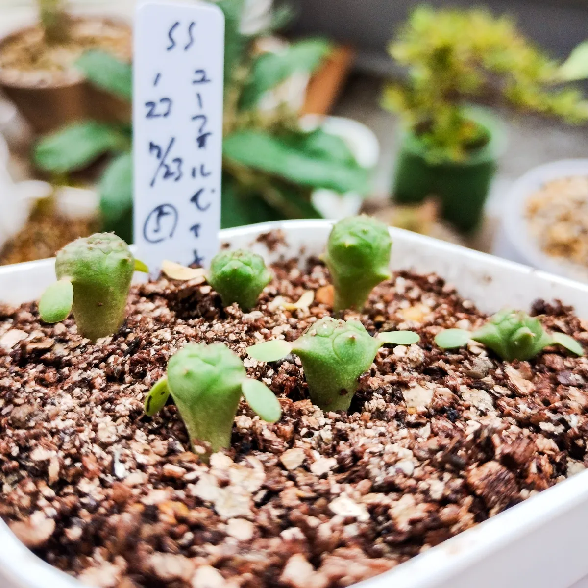 Euphorbia obesa subsp. obesa (ユーフォルビア オベサ)