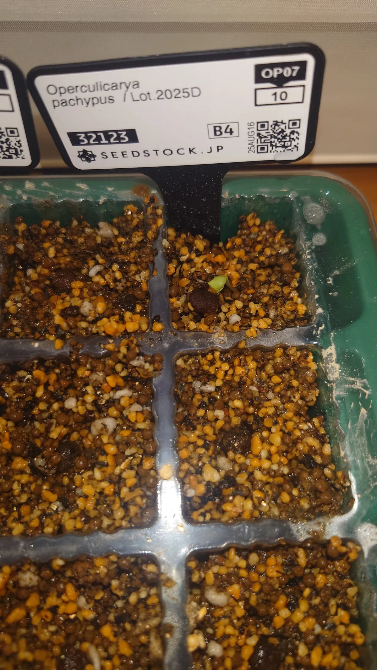 Operculicarya pachypus (オペルクリカリア パキプス2025D)