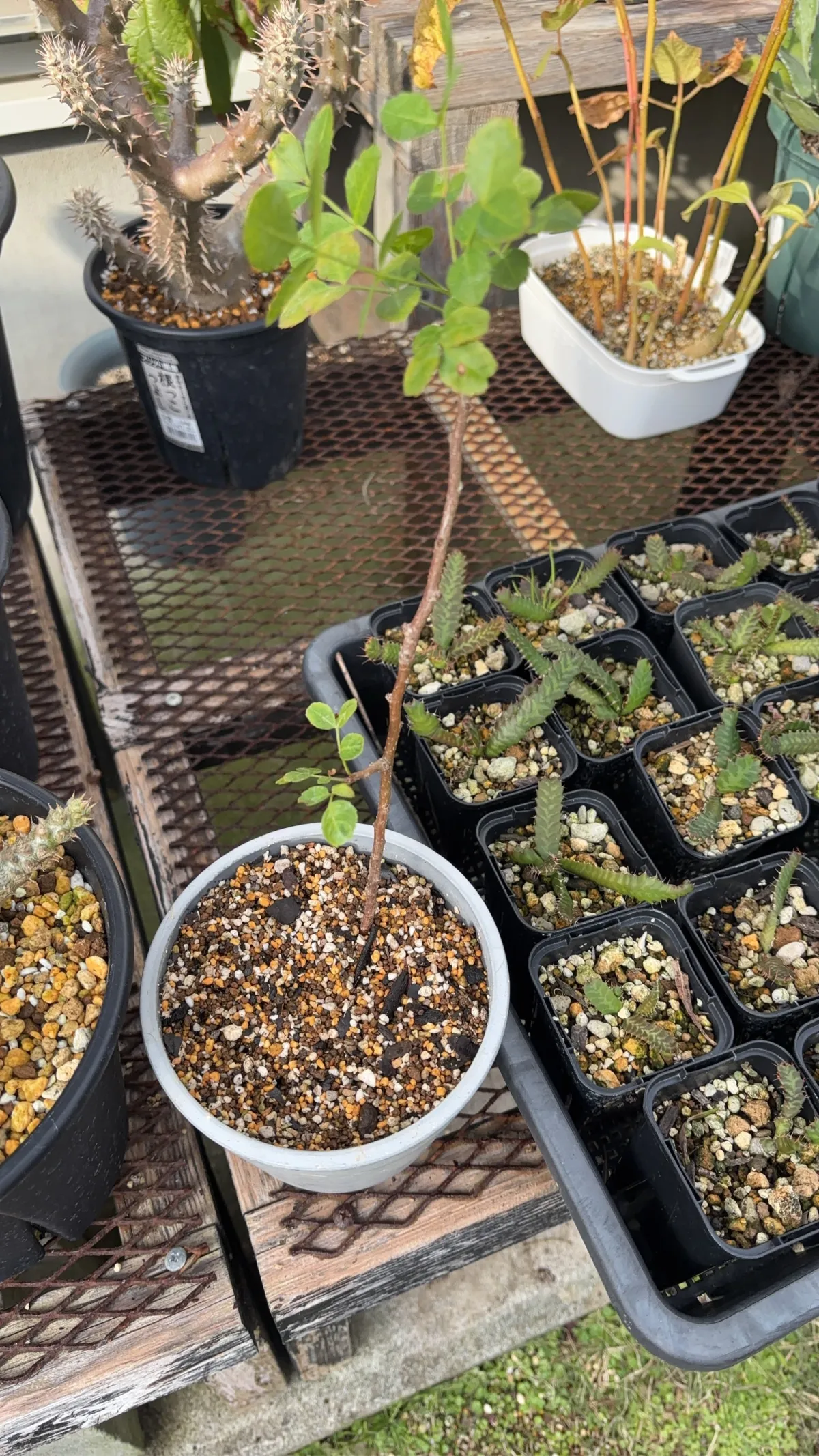 Bursera fagaroides (ブルセラ ファガロイデス)