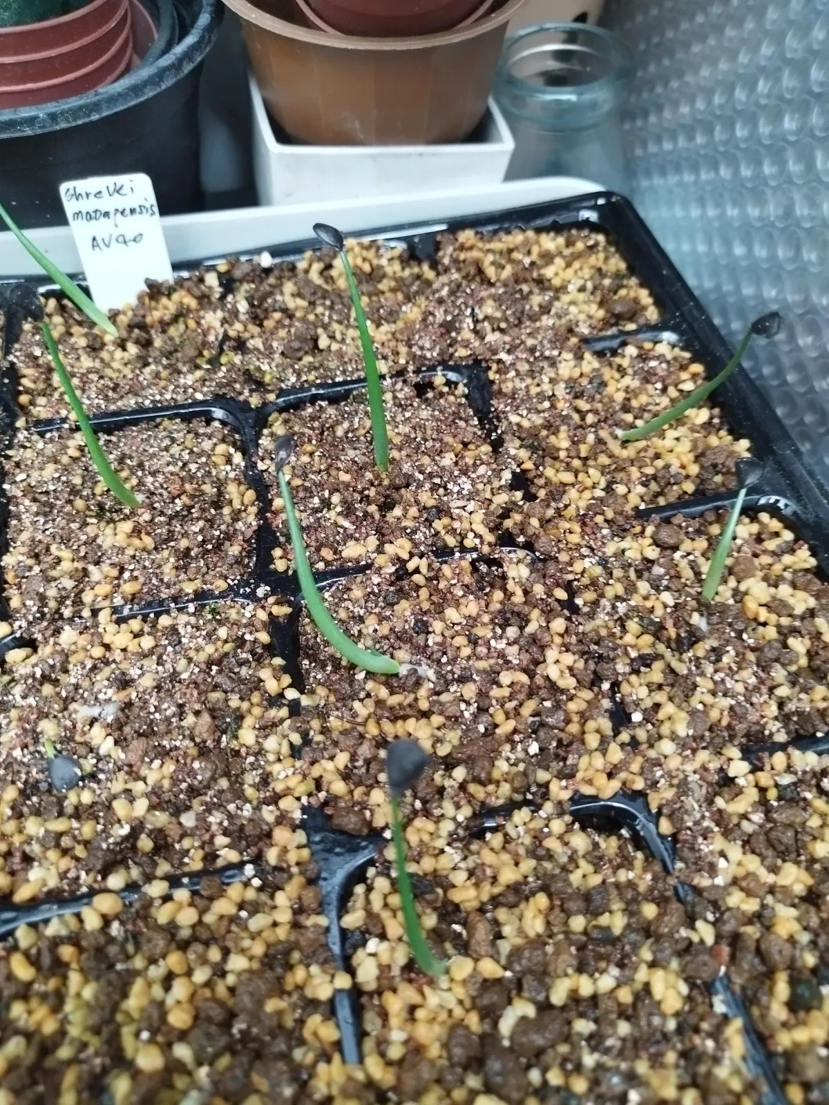 Agave shrevei ssp. matapensis (アガベ シュリベイマタペンシス)