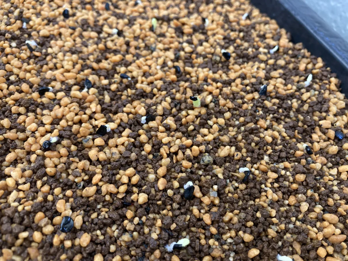 Agave oteroi (アガベ オテロイ)