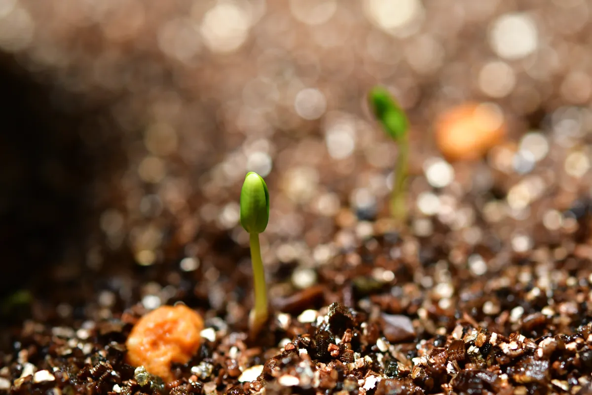 Senna meridionalis (センナ メリディオナリス)