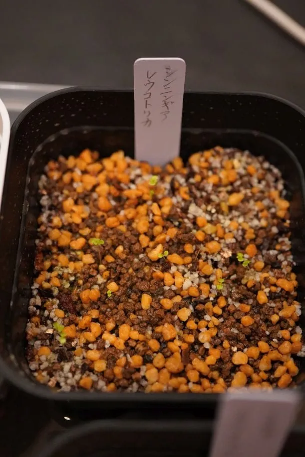 Sinningia leucotricha (シンニンギア レウコトリカ 断崖の女王)