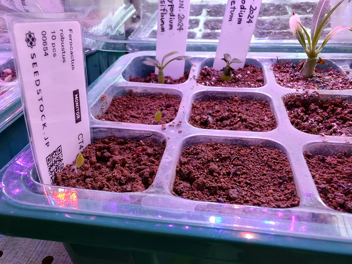 Ferocactus robustus (フェロカクタス ロブスタス)