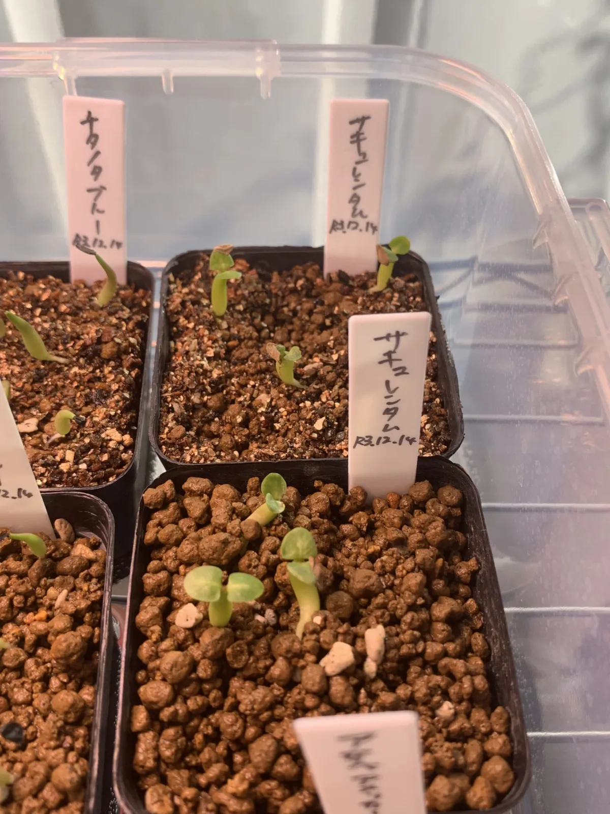 Pachypodium succulentum (パキポディウム サキュレンタム)