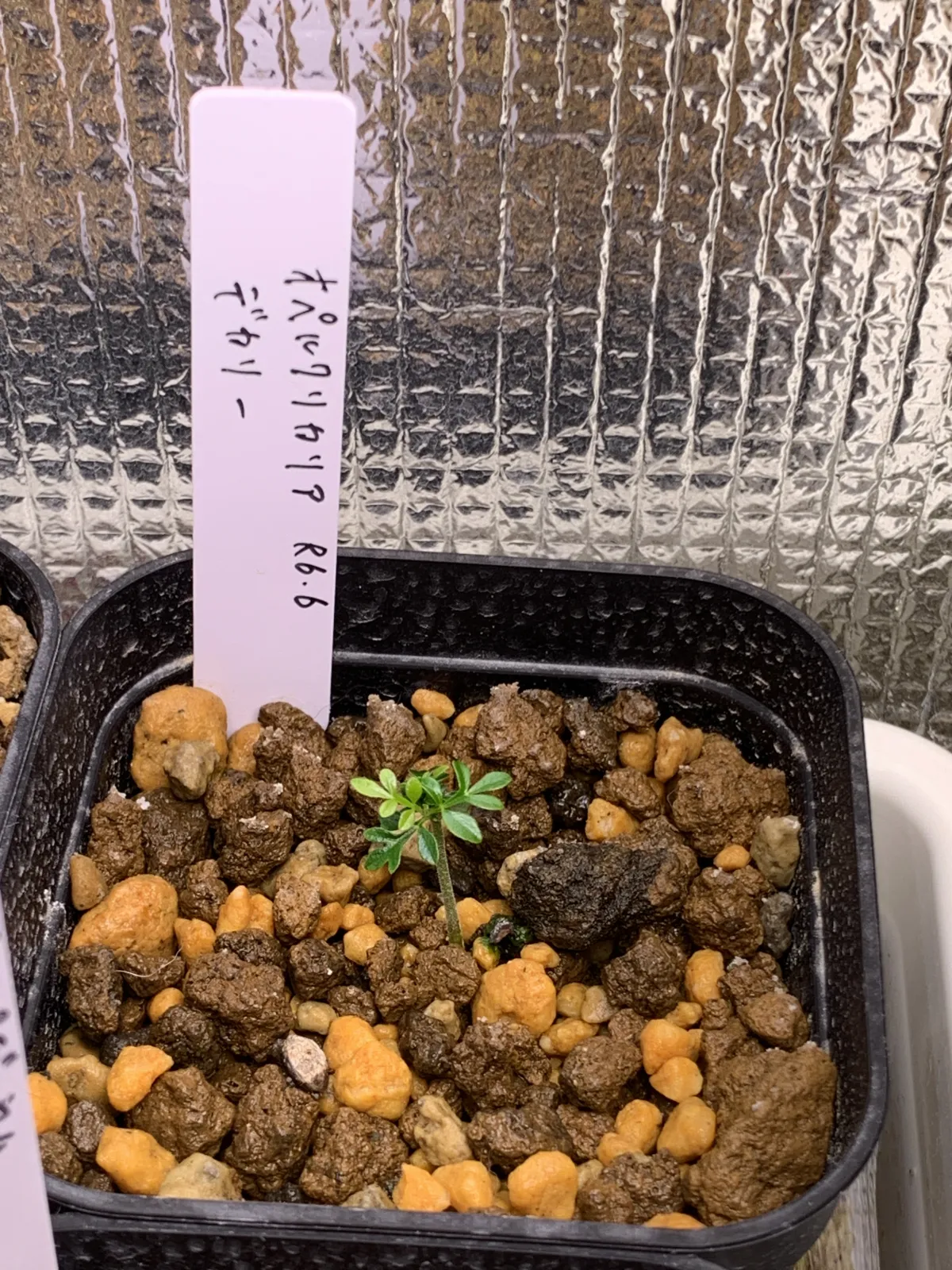 Operculicarya decaryi (オペルクリカリア デカリー)