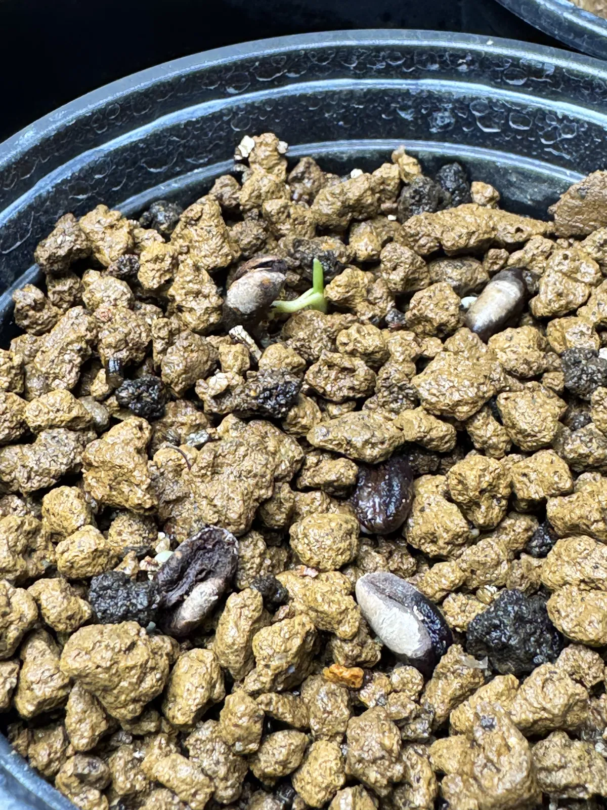 Phoenix roebelenii (フェニックス ロベレニー（シンノウヤシ）)