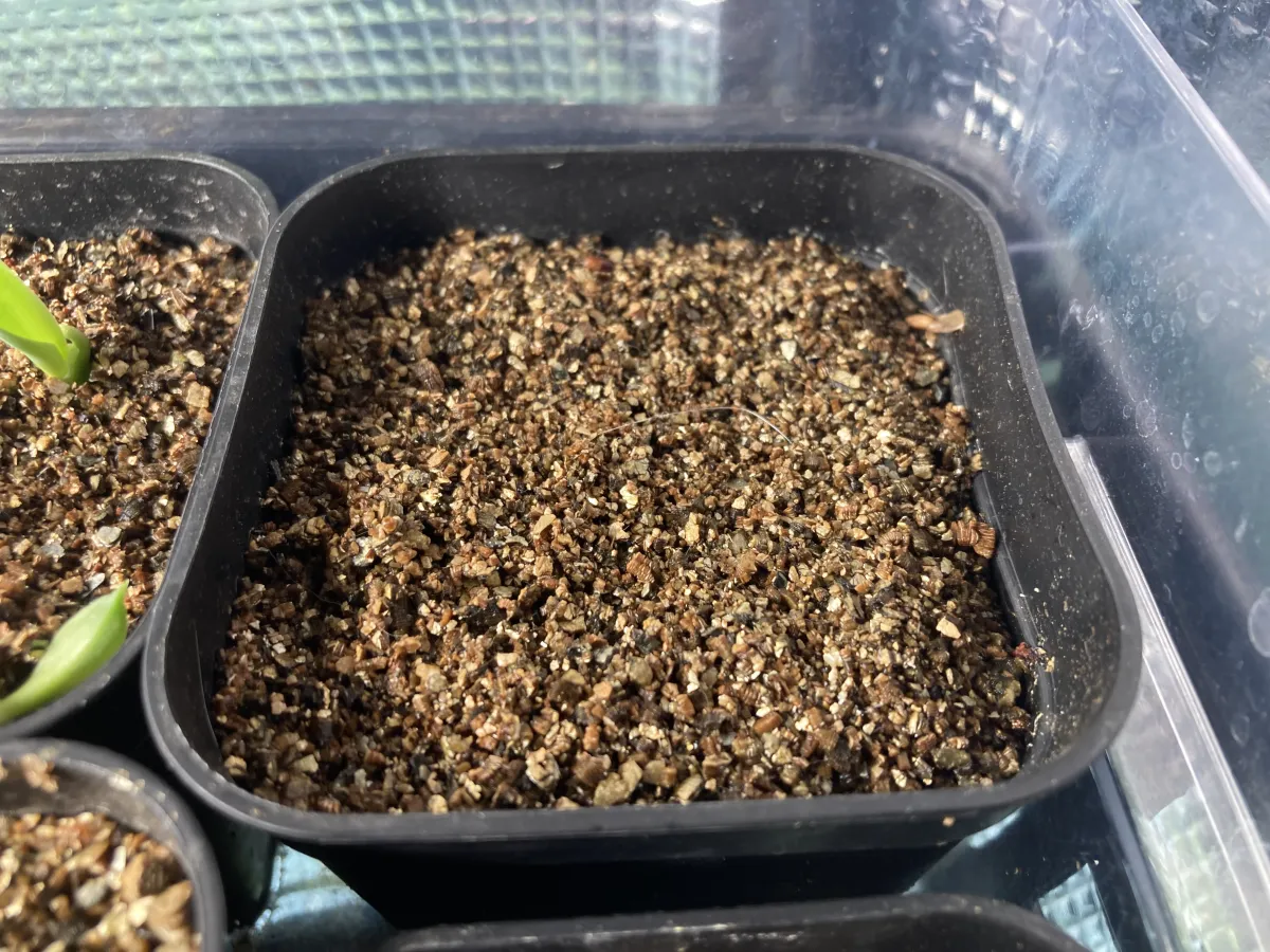 Fockea edulis (フォッケア 火星人)