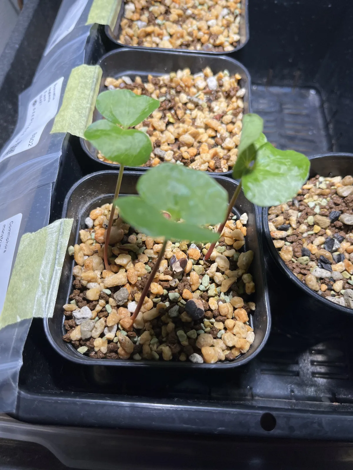 Commiphora monstruosa (コミフォラ モンストローサ)