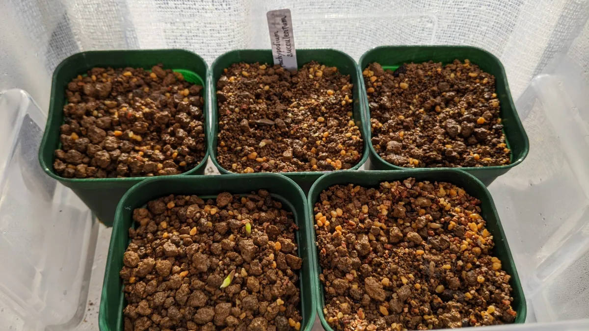 Pachypodium succulentum (パキポディウム サキュレンタム)