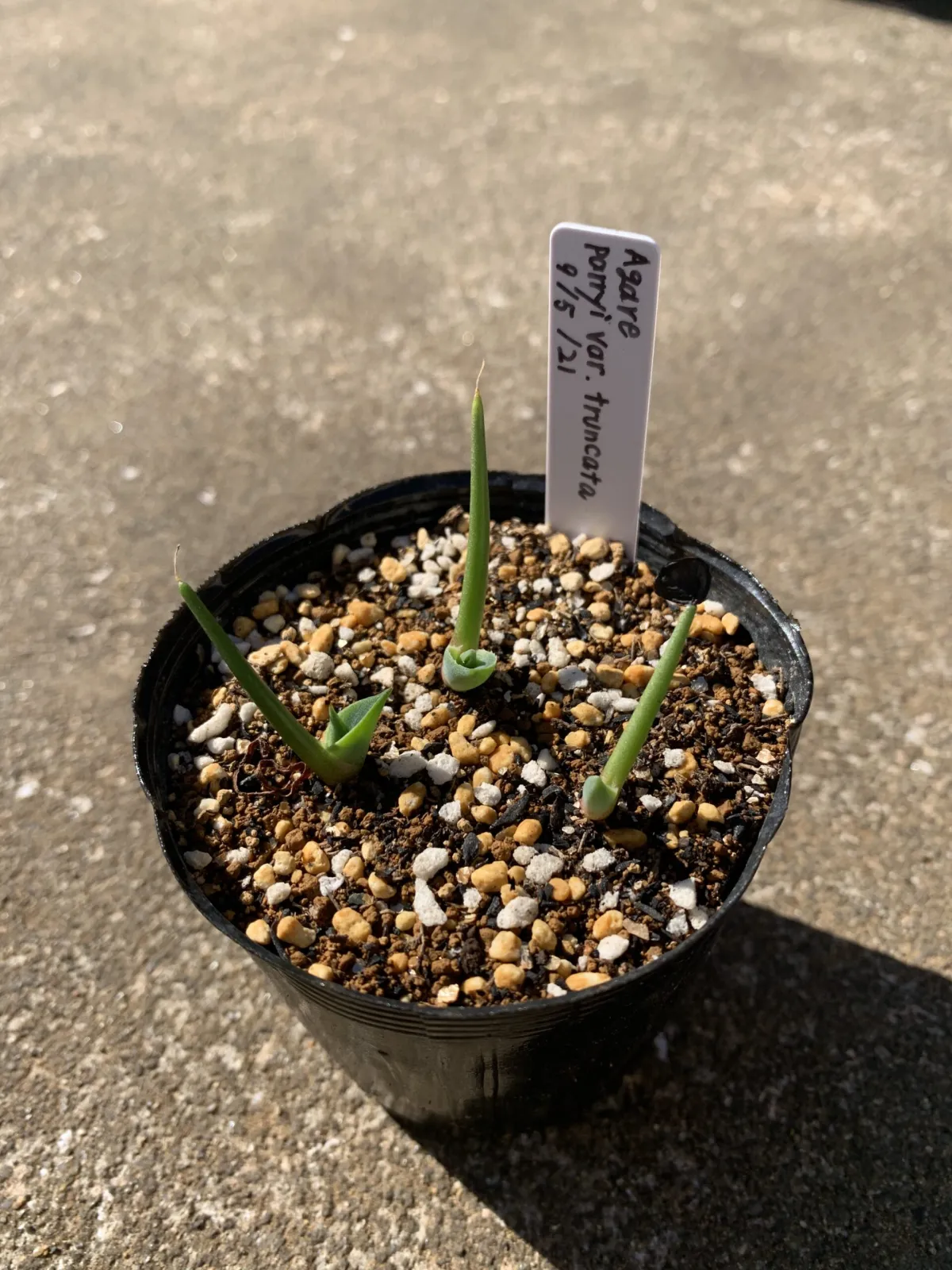 Agave parryi var. truncata (アガベ パリー トランカータ)