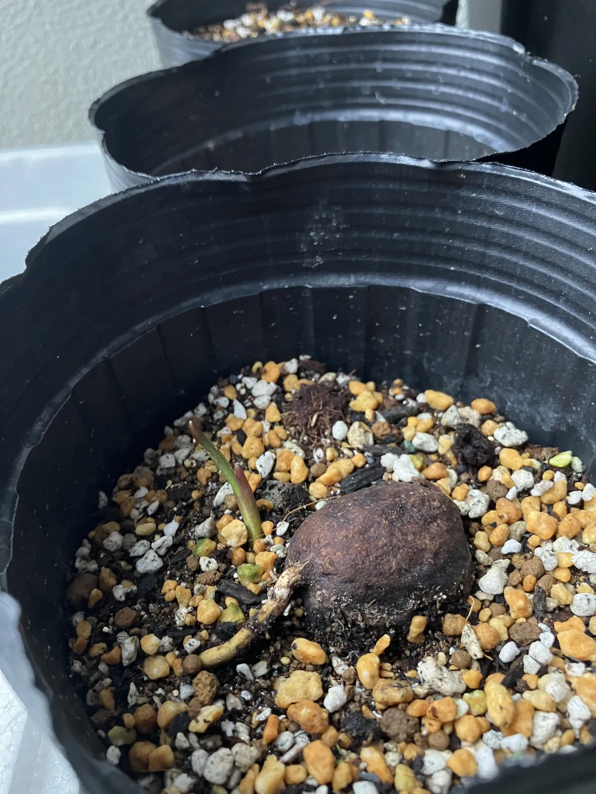 Bismarckia nobilis 'Silver' (ビスマルキア ノビリス シルバー)