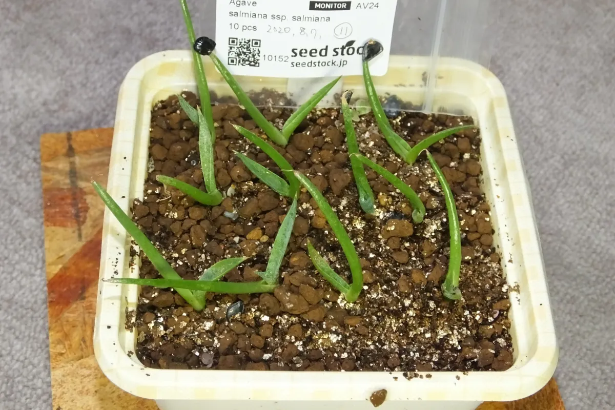 Agave salmiana subsp. salmiana (アガベ サルミアナ)