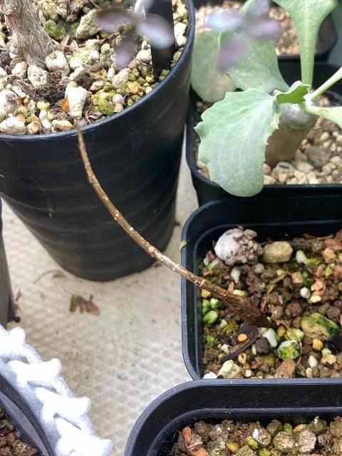 Senna meridionalis (センナ メリディオナリス)