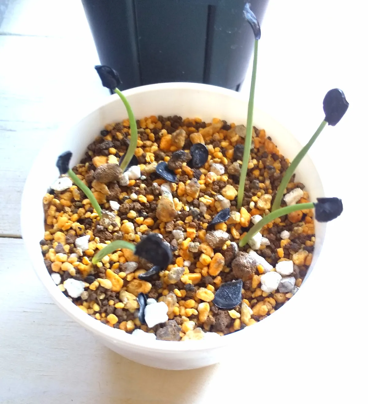 Agave potatorum Dwarf (アガベ ポタトラムドワーフ)