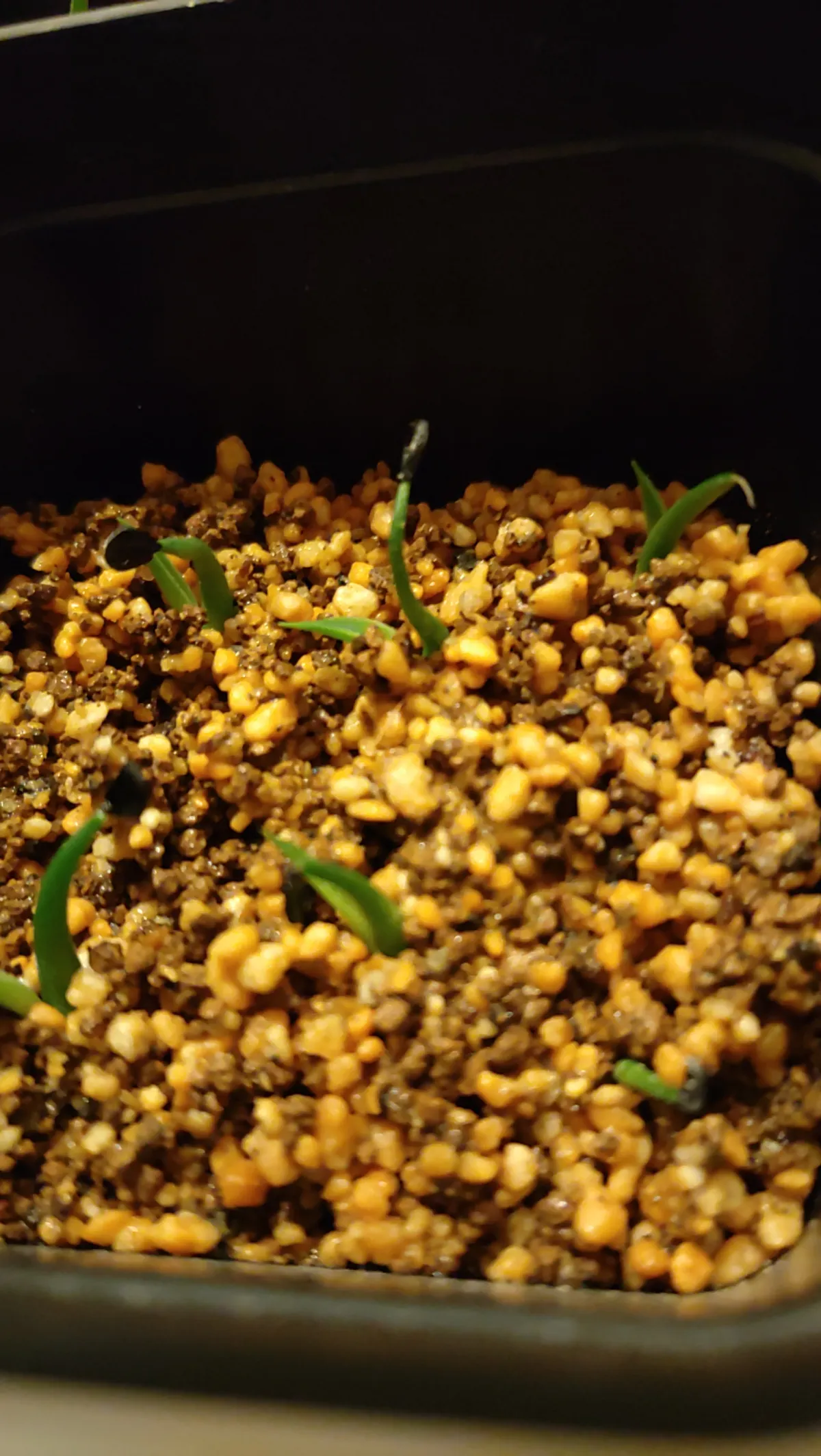 Agave utahensis var. eborispina 'Vegas' (アガベ エボリスピナ ヴェガス)