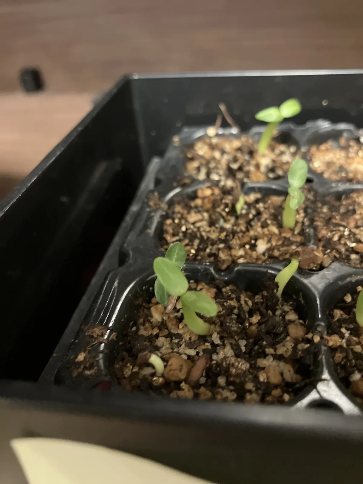 Pachypodium rosulatum var. gracilius (パキポディウム グラキリス)