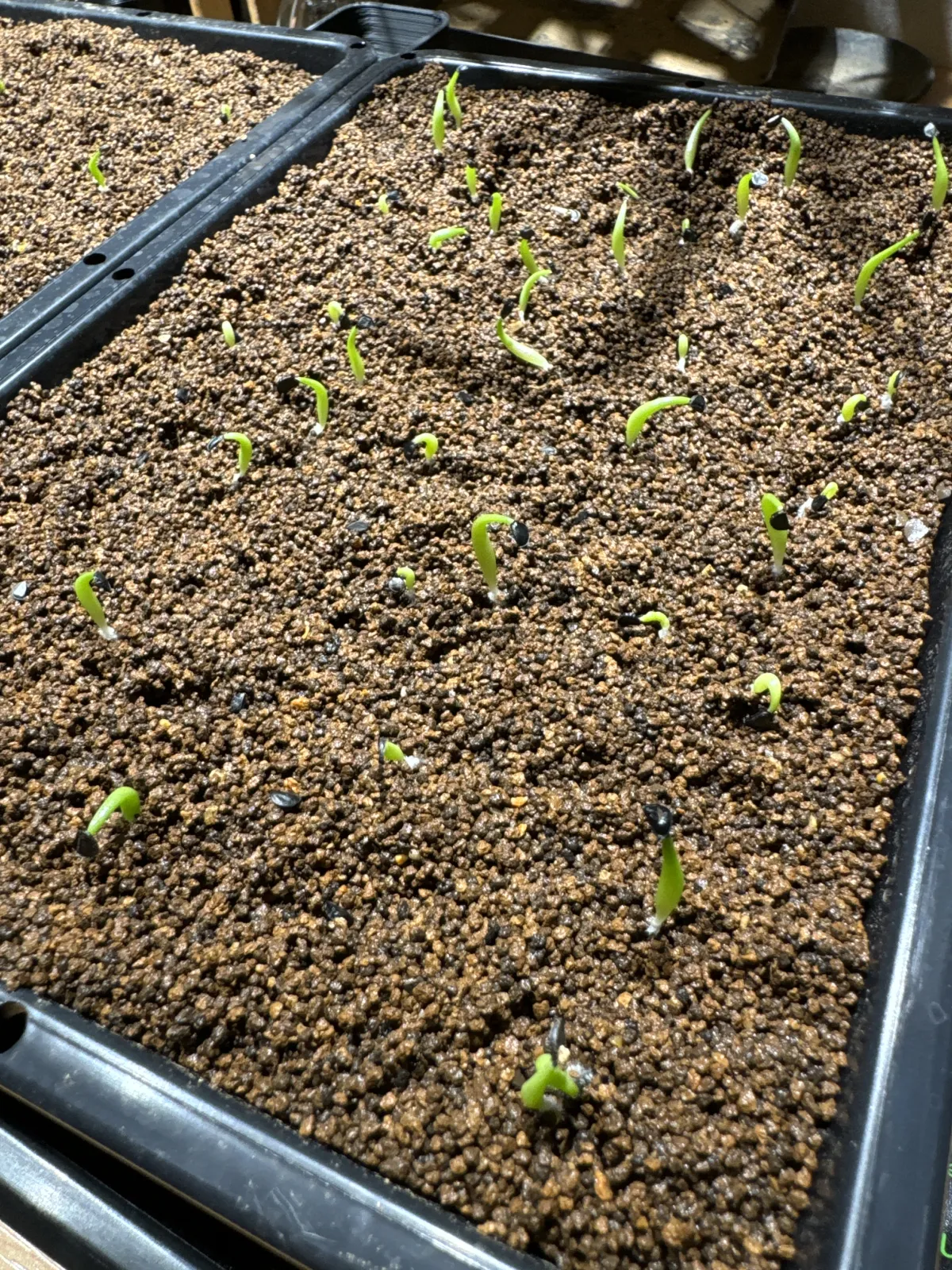 Agave oteroi (アガベ オテロイ)