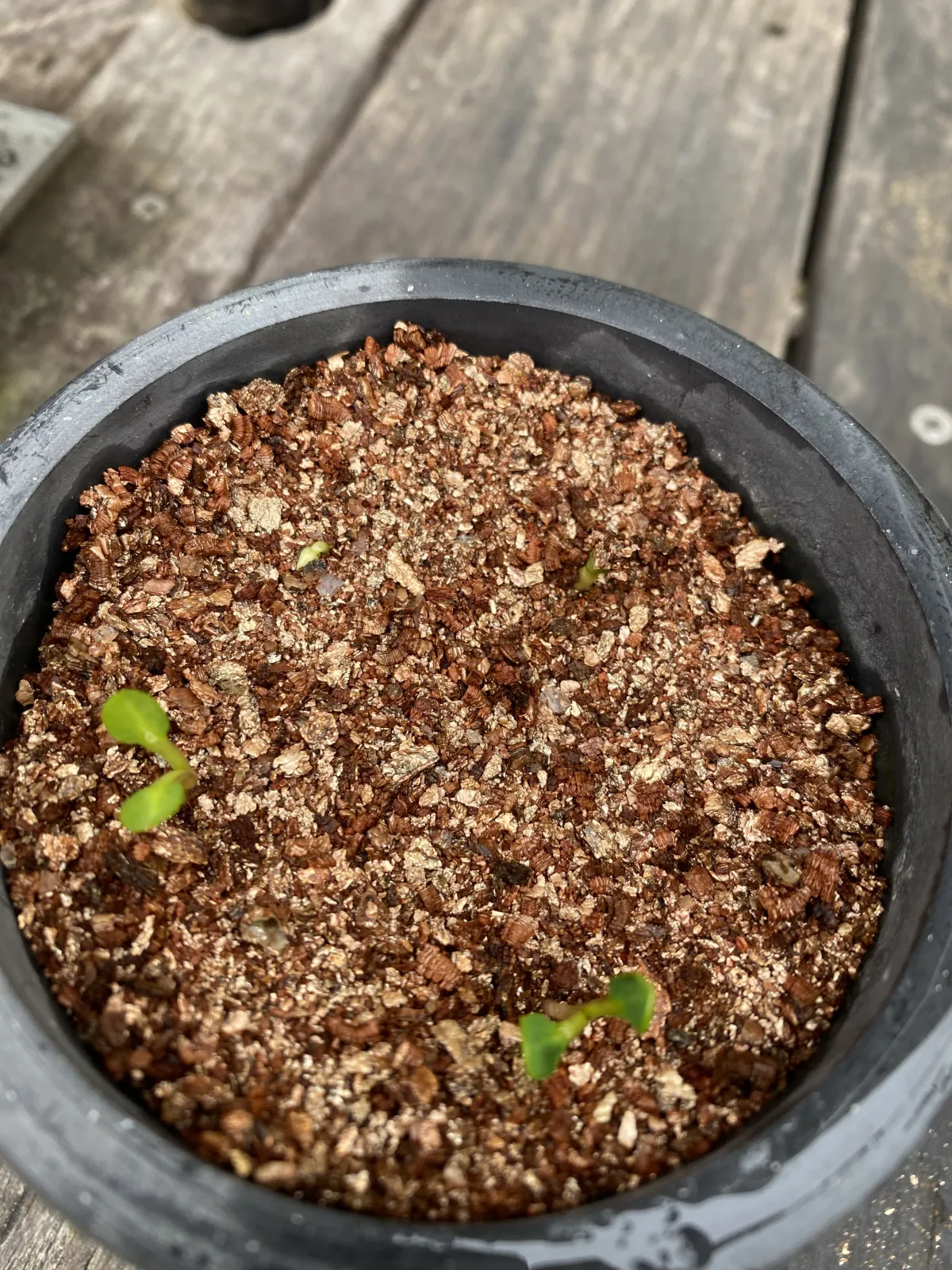 Euphorbia spannringii (ユーフォルビア スパンリンギー フィッシュボーン)