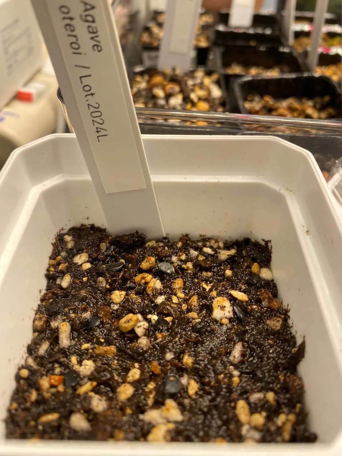 Agave oteroi (アガベ オテロイ)