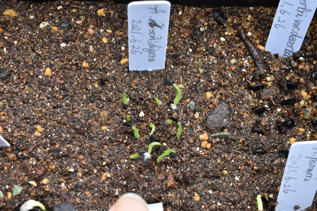 Agave schidigera (アガベ シジゲラ)